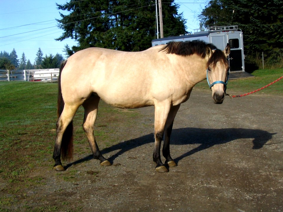 Mara right flank looking at me in sun