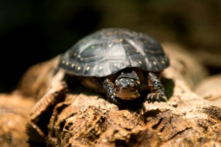 Spotted turtle resting on log at Oakland Zoo