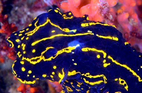 GRNMS - Nudibranch (Hypselodoris edenticulata)