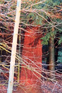 Brown Trunk photo