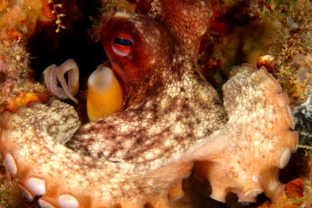 GRNMS - Octopus Vulgaris photo