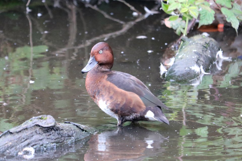 Ferruginous Duck photo