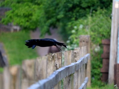 A Big Black Bird