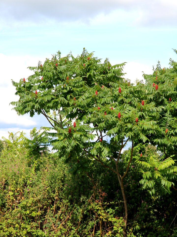 Rhus typhina, the Staghorn Sumac