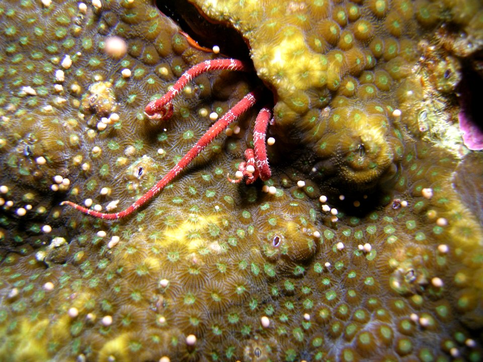 FGBNMS - Spawning Coral Brittle Star