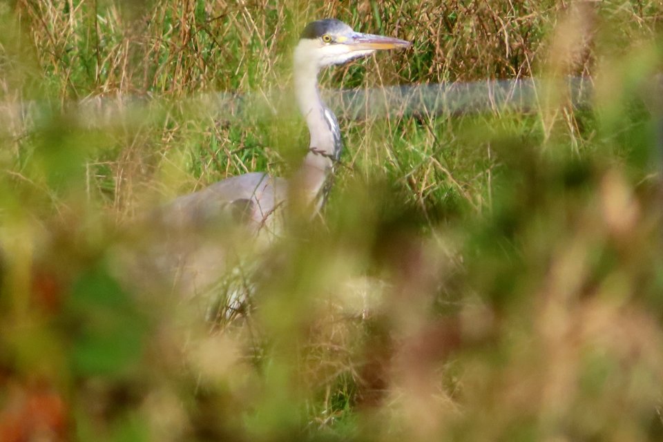 Hard-to-get Grey Heron