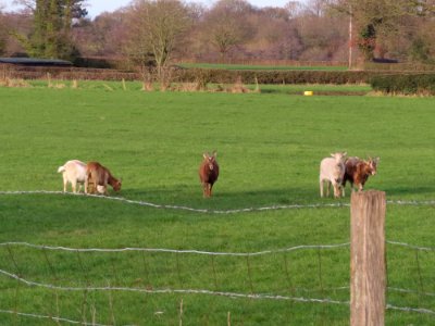 Free Range Goats