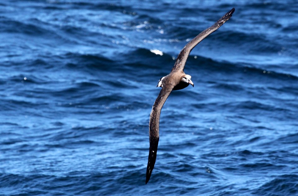 CBNMS - Black-footed Albatross- Phoebastria nigripes (Diomedeidae)