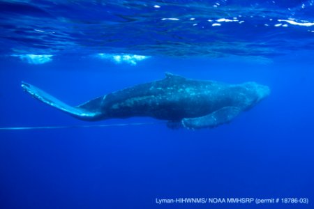 HIHWNMS entangled humpback whale photo