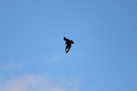 A Common Buzzard photo