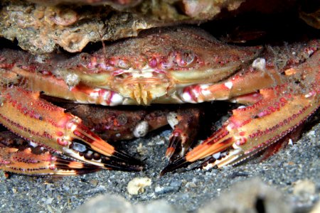 GRNMS - Calinectes crabs photo