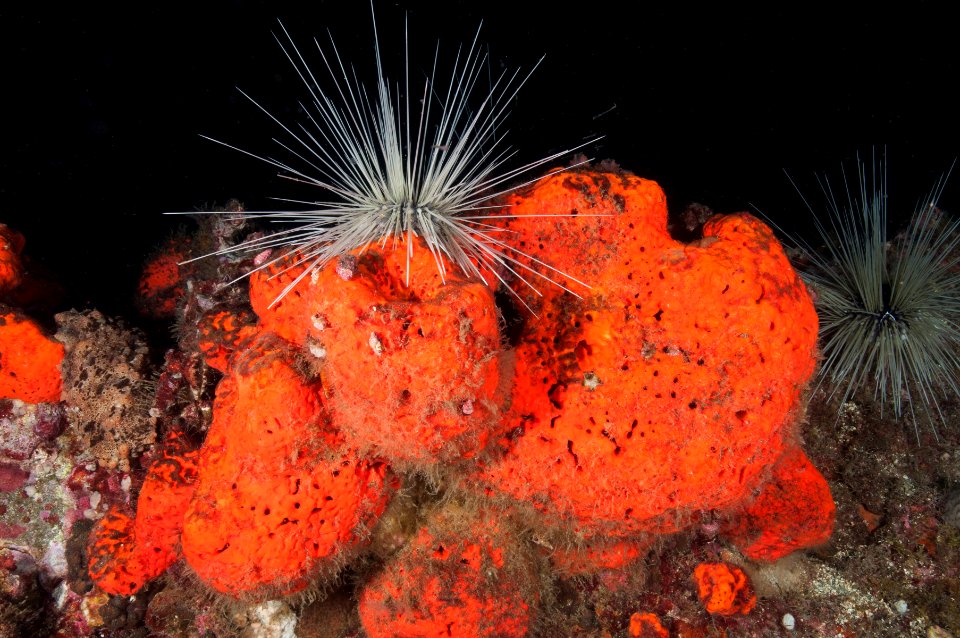 Sea Urchin On Sponge