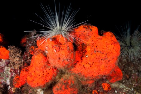 Sea Urchin On Sponge photo