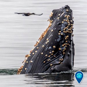 MBNMS humpback whale spy hop with seabird photo