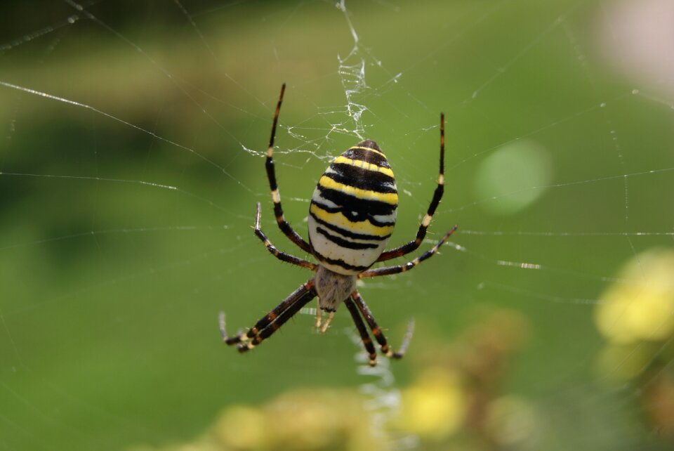 Animal close up macro