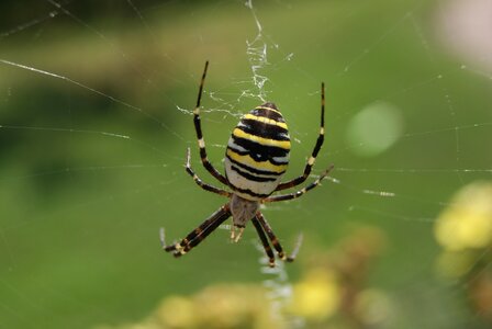 Animal close up macro