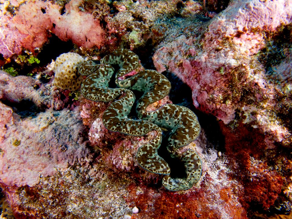 NMSAS - Giant Clam - fagalua fogama'a
