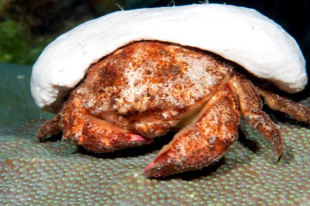 FGBNMS - red eye sponge crab photo