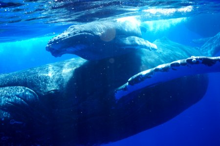HIHWNMS - humpback whale and calf photo