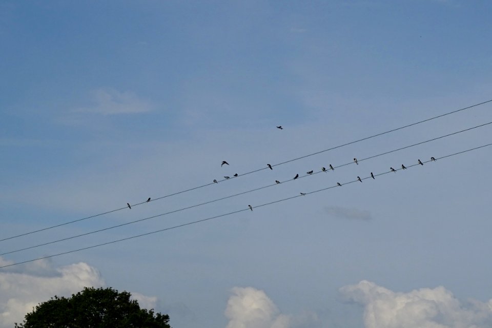 A gulp of Swallows