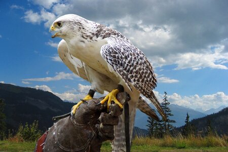 Flying nature bird of prey