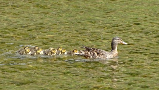 10 Ducklings photo