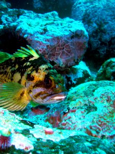 CINMS - Black And Yellow Rockfish - Sebastes Chrysomelas photo
