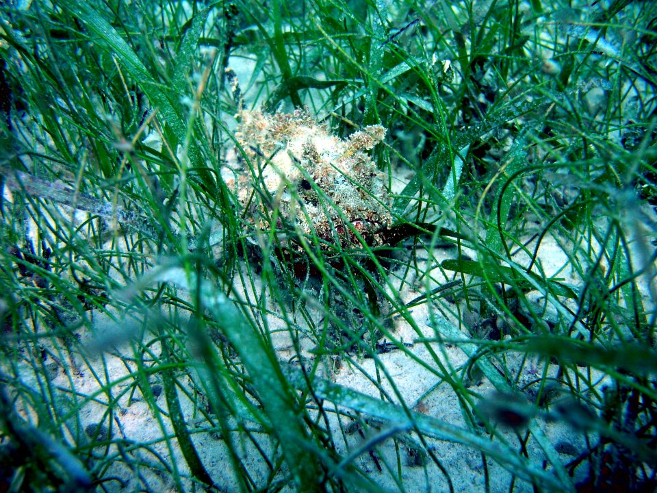 Scorpionfish In Seagrass