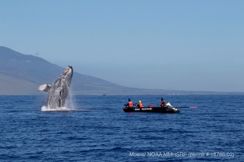 Whale Disentanglement