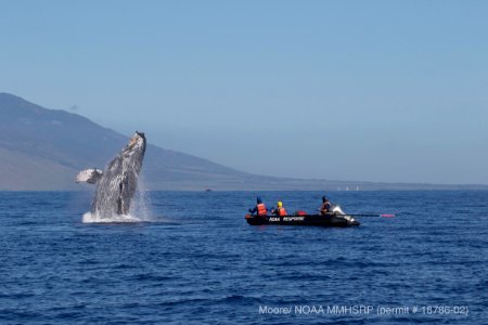 Whale Disentanglement