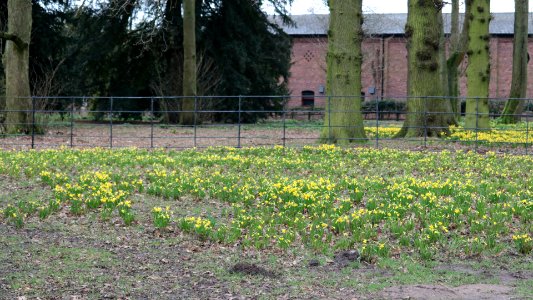 Dwarf Daffodils. photo