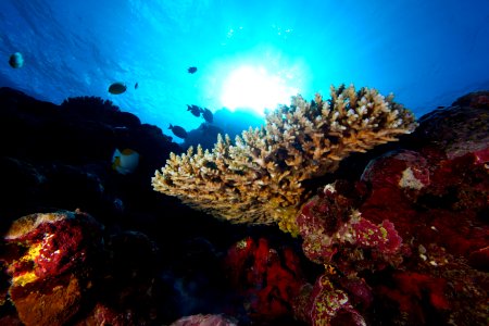 NMSAS - Reef - Greg McFall NOAA photo