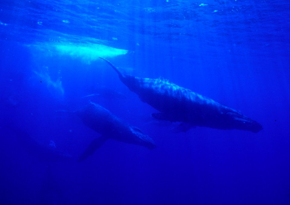 HIHWNMS - humpback and calf-NOAA Fisheries Permit 782-1438