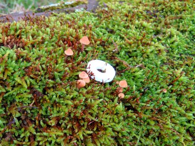 Tiny Mushrooms photo
