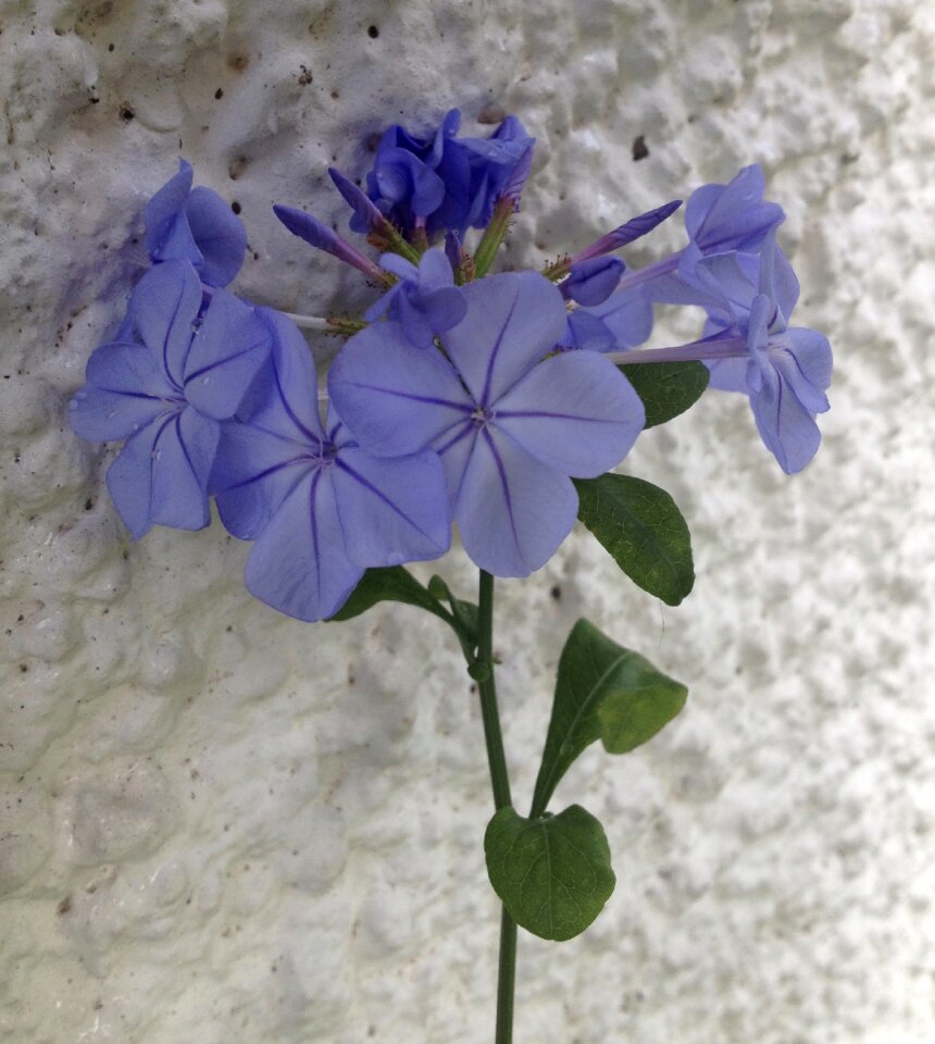 Nature plant floral