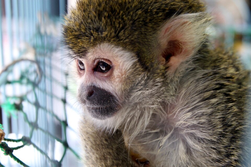 Captive look cute