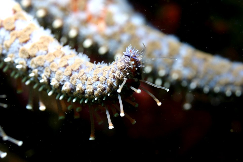 Sunflower Star - Pycnopodia Helianthoides