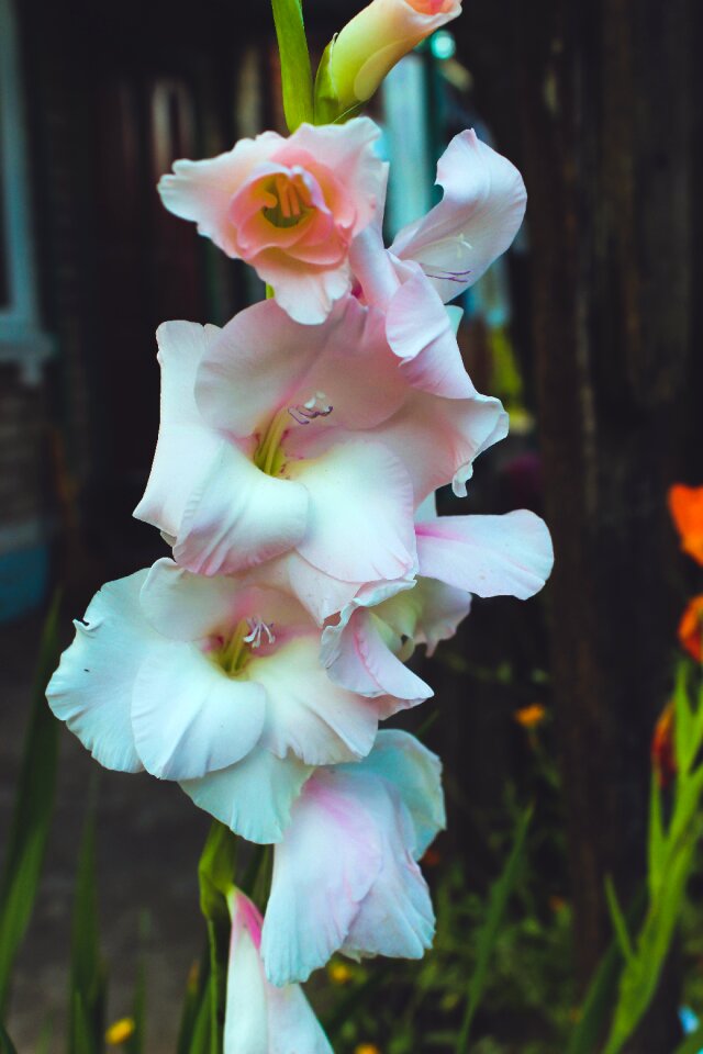 June summer flowers day