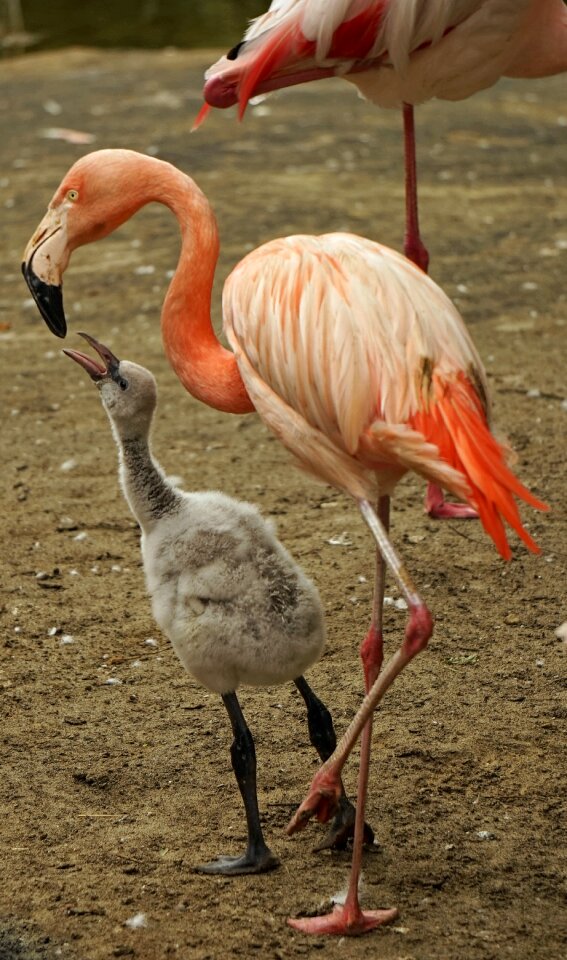 Young animal feed plumage
