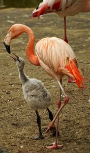 Young animal feed plumage