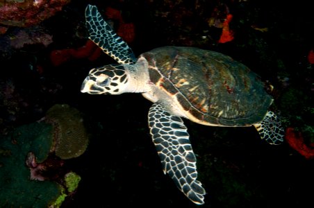 FGBNMS - Hawksbill Turtle photo