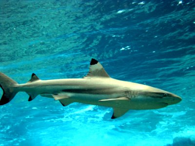 NMSAS - Blacktip reef shark at Rose Atoll photo