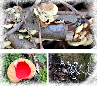 Fungus photo