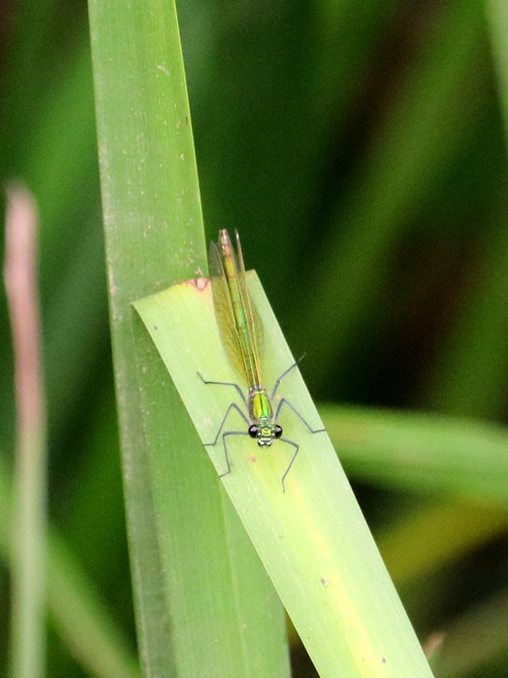 Beautiful Damoiselle - Calopteryx virgo photo