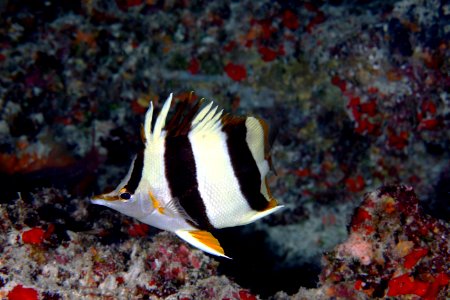 PMNM - New Butterfly fish Species