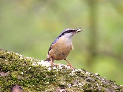 Sitta europaea