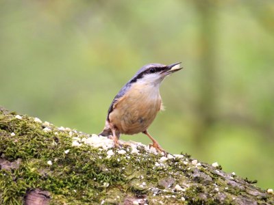 Sitta europaea photo