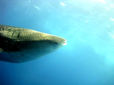 FGBNMS Whale Shark