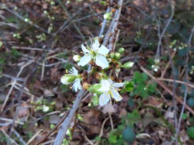 Blossom photo