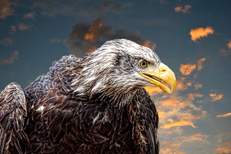 Raptor bird of prey close up